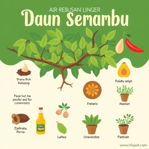 Apa Itu Daun Semambu?
